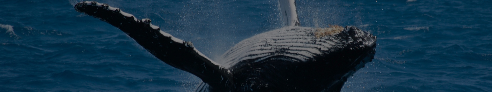 Activités Charlevoix