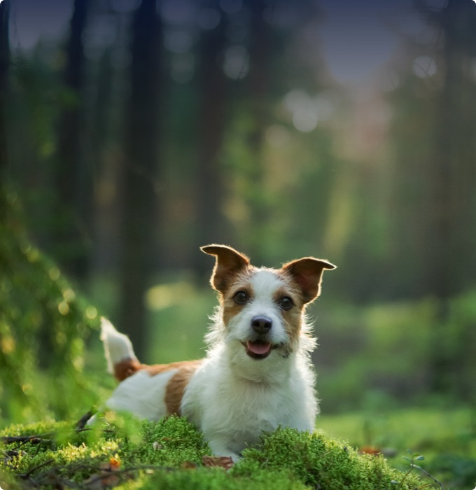 Chalet avec animaux parmis nos chalet à louer Charlevoix