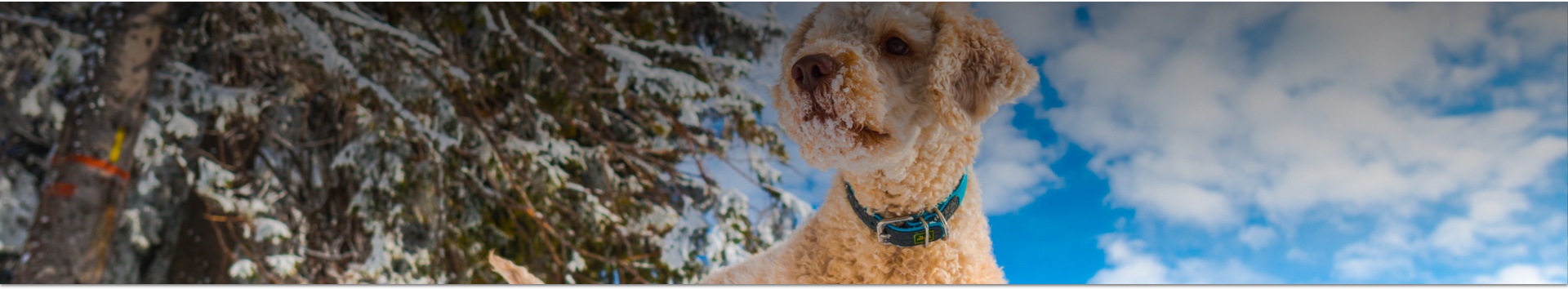 Chalets à louer avec animaux