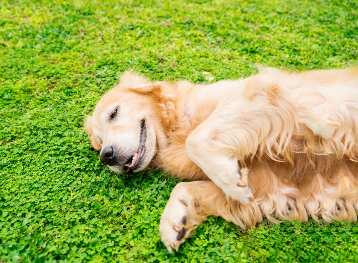 Chalets à louer avec animaux à Charlevoix