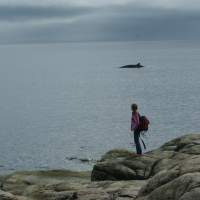 Grande Bergeronne ( petit rorqual) (160 km)